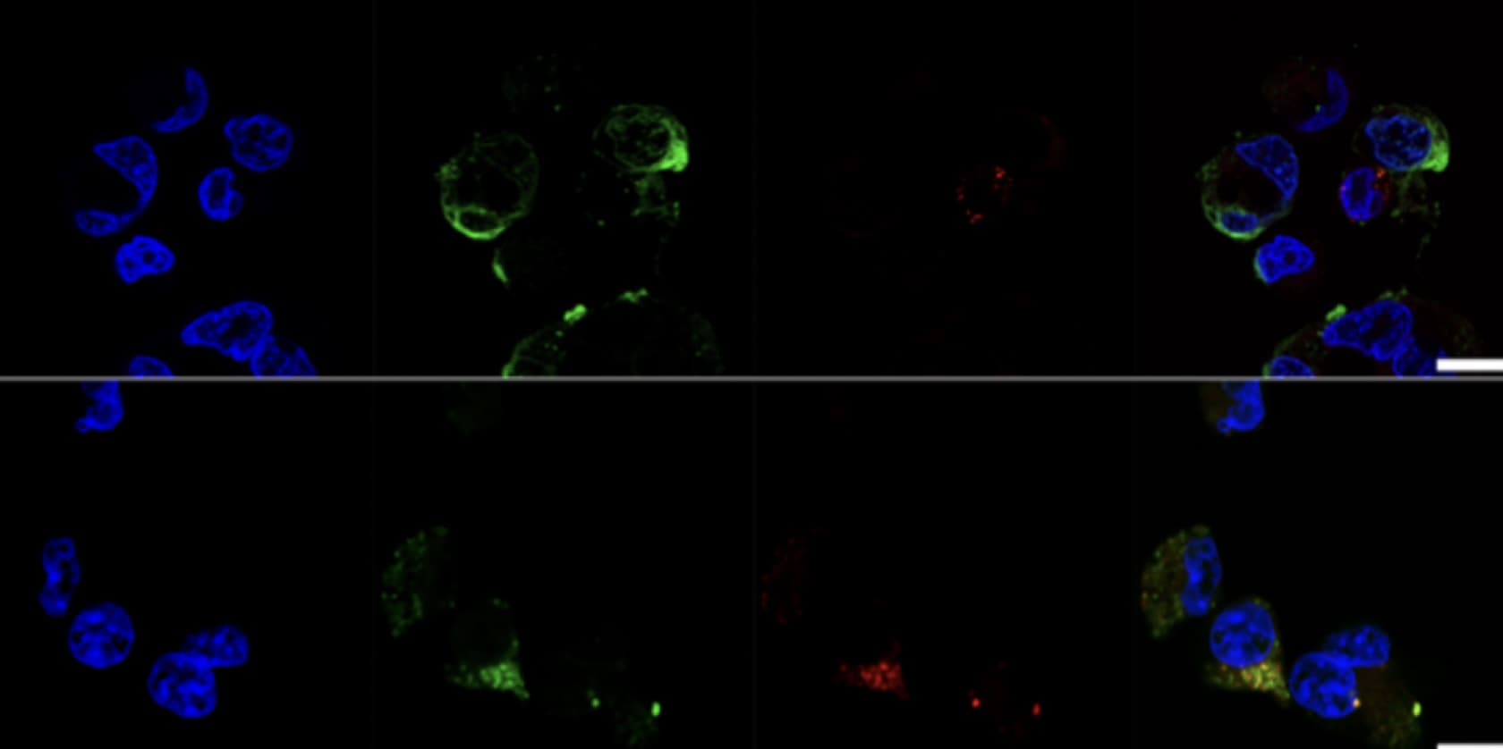 Multi-channel microscopy images of cellular structures